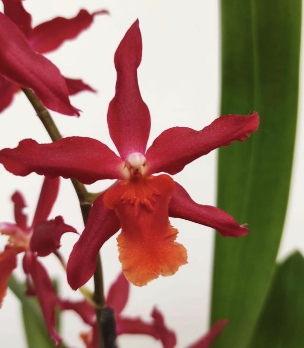 Orquideas cambria e oncidium