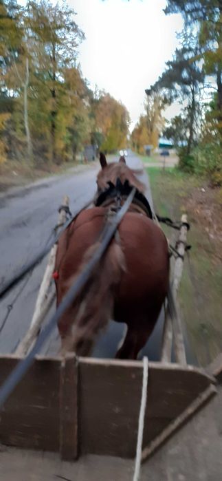 Klacz zimnokrwista