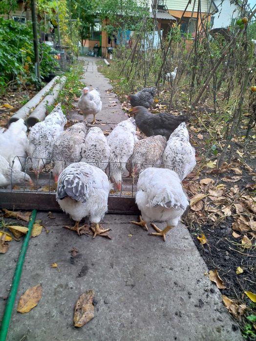 Продам молодих домашніх курей