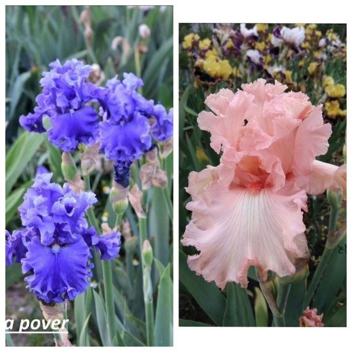 Ирисы сортовые ,высокорослые, набор.