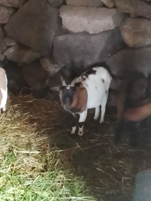 5 Cabras anãs meigas