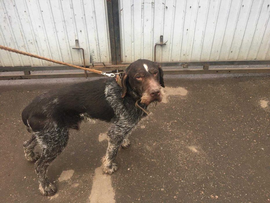 В'язка собак кобелів