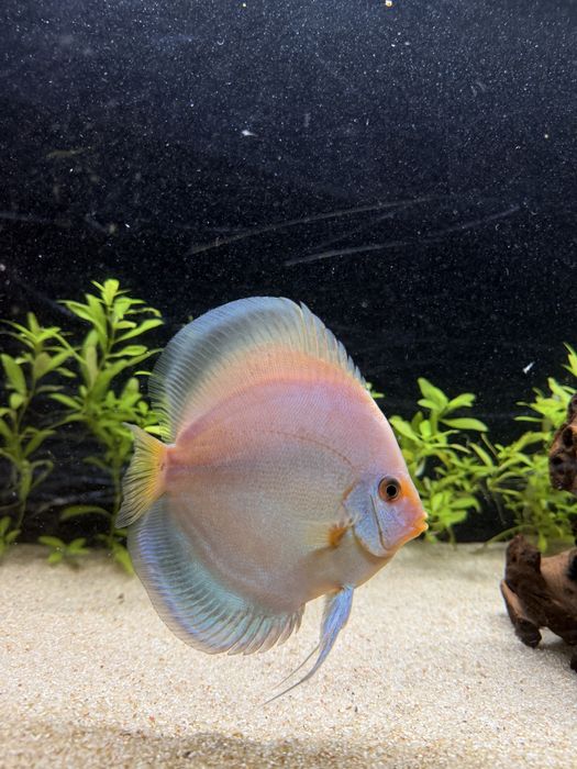 Vendo 2 discus tamanho 13/14