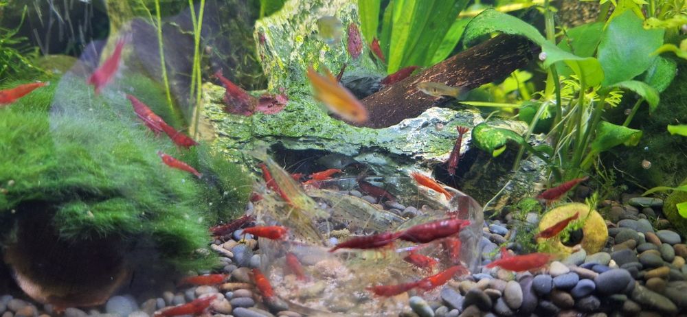 Krewetka Neocaridina  Bloody Mary
