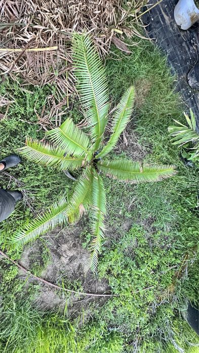 Cyca Dioon Edule Cica