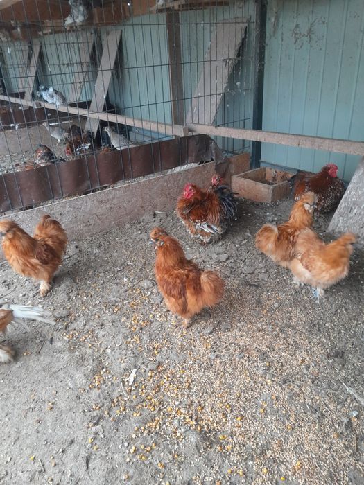 Silki koguty czerwone