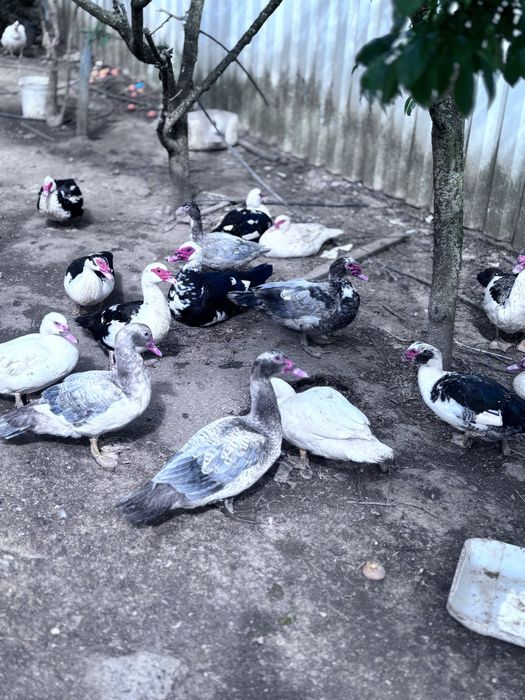 Patos e patas grandes  ja botando