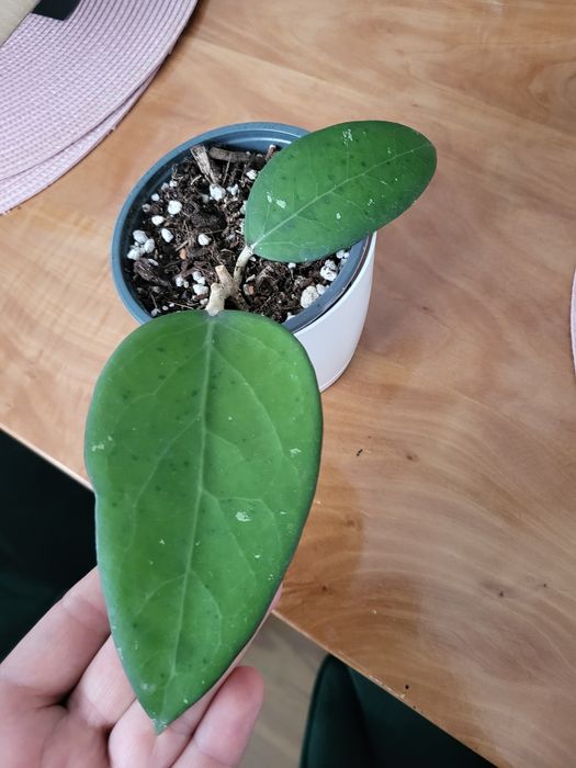 Hoja Vitellina Spearmint