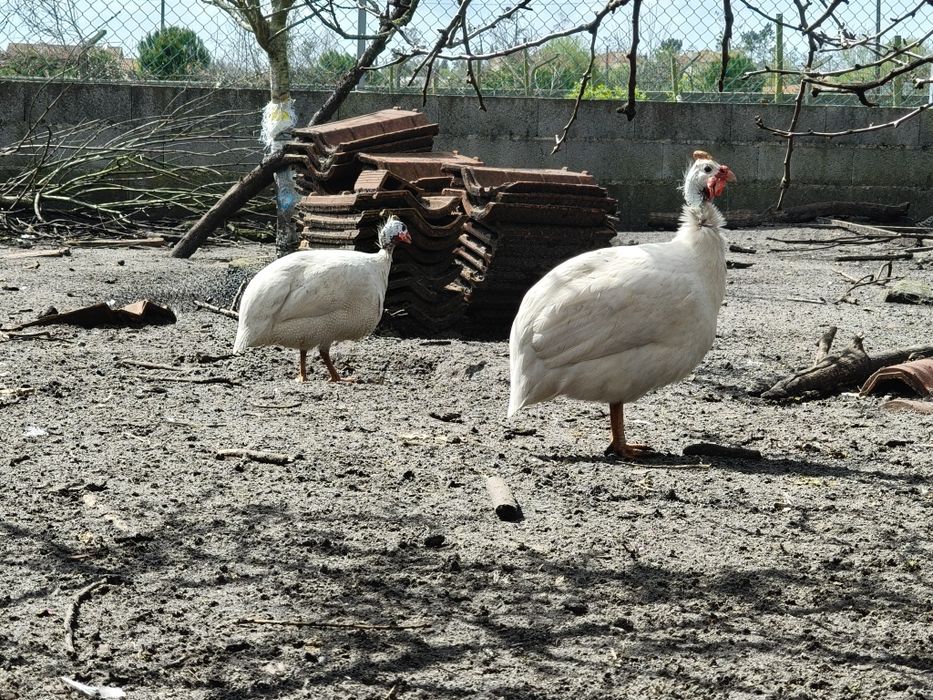 Ovos galinha Angola brancos