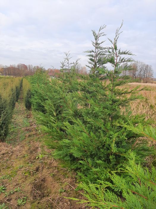 Cyprysowiec Leylanda, Cupressocyparis leylandii