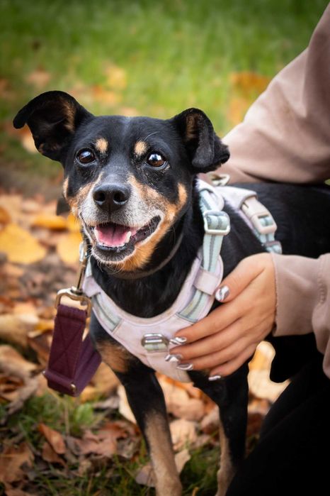 Puzel, wesoły przytulak poniżej kolana, szuka swojego człowieka