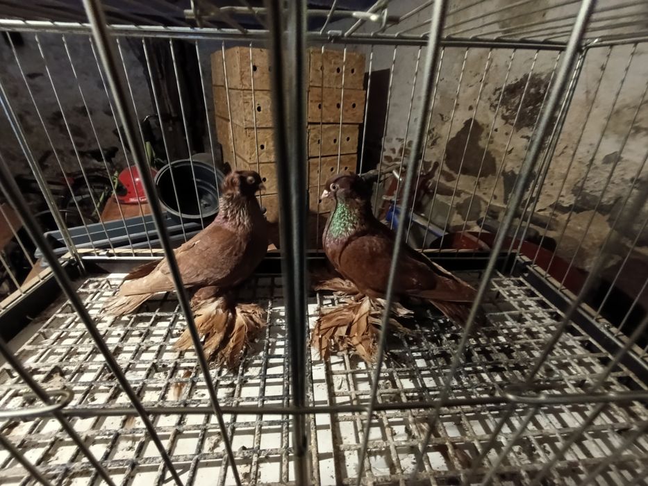 Wywrotki wschodniopruskie  gołębie