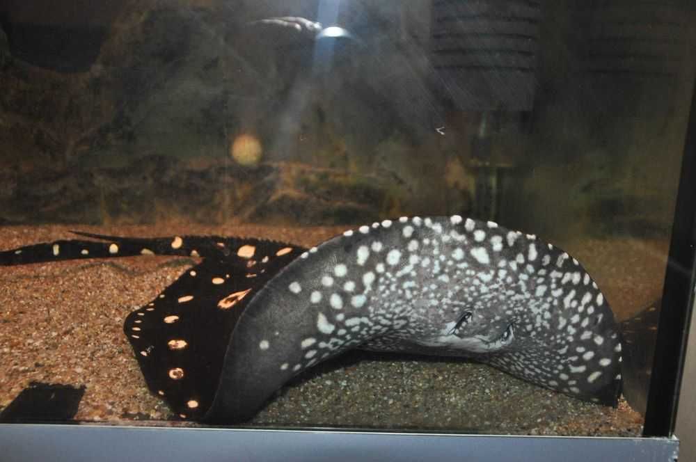 Пресноводные скаты Leopoldi Black Diamond!  2 самца + 2 самки