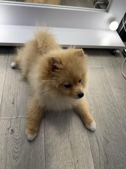 Померанський шпіц хлопчик