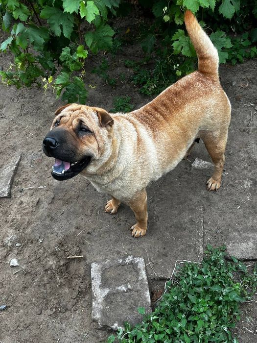 Шарпей, цуценята дівчинки.