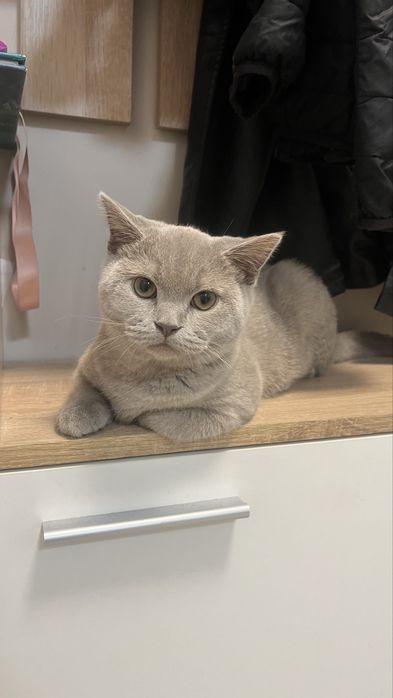 вязка //шотладський котик шукає кішечку