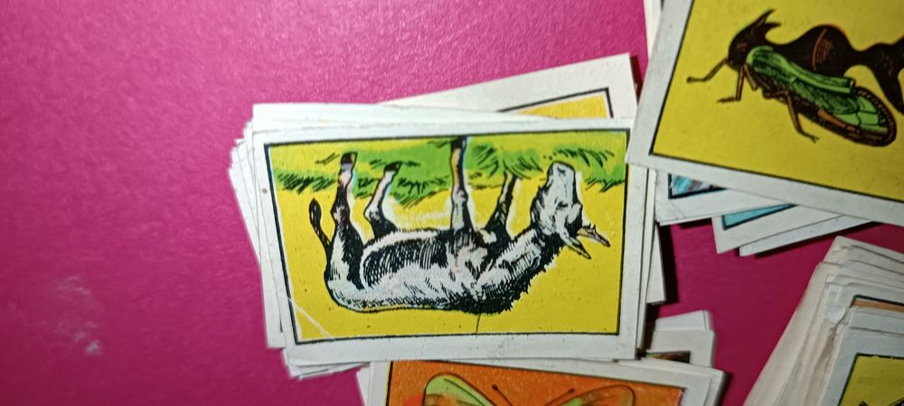 Antigos cromos da coleção zoologia 1 série