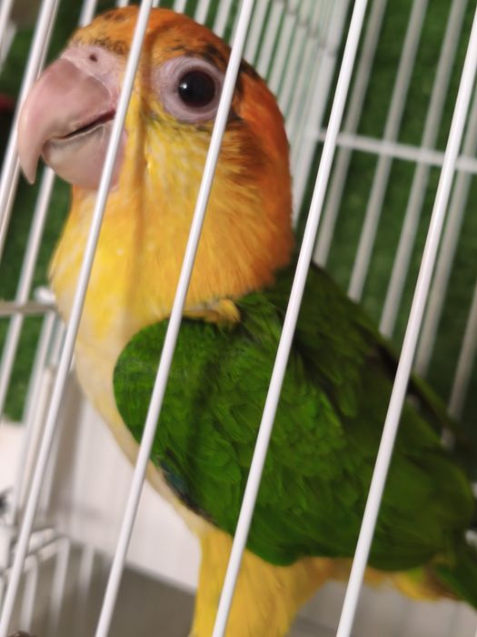 Marianinha e papagaio aestiva