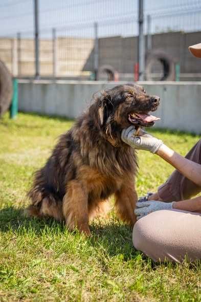 Wrażliwy Dieselek szuka spokojnego domku