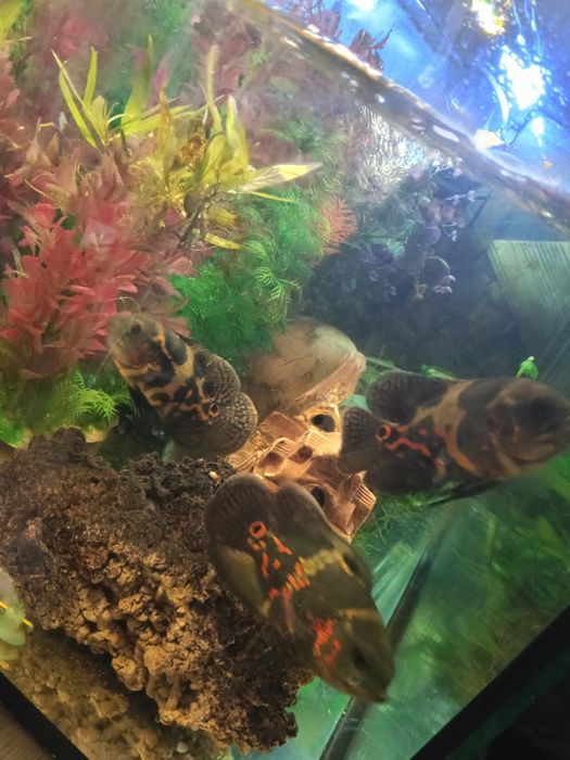 Pielęgnice pawiookie