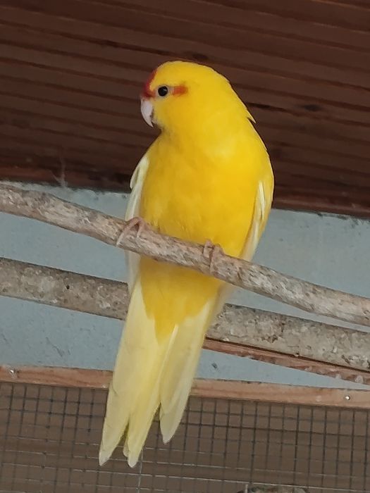 Kakarikis para venda