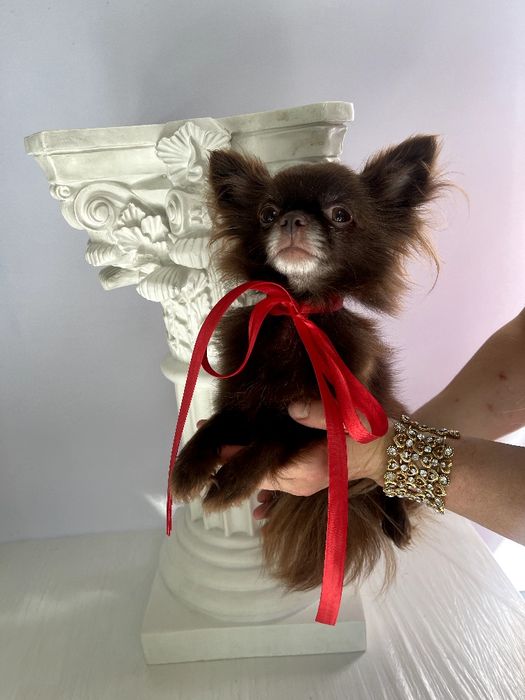 VIP Чіхуахуа елітна шоколадна