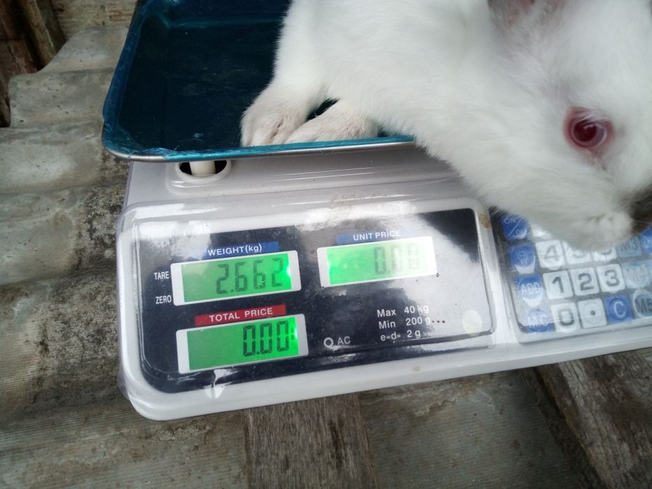 Кролі кролички мішаних порід