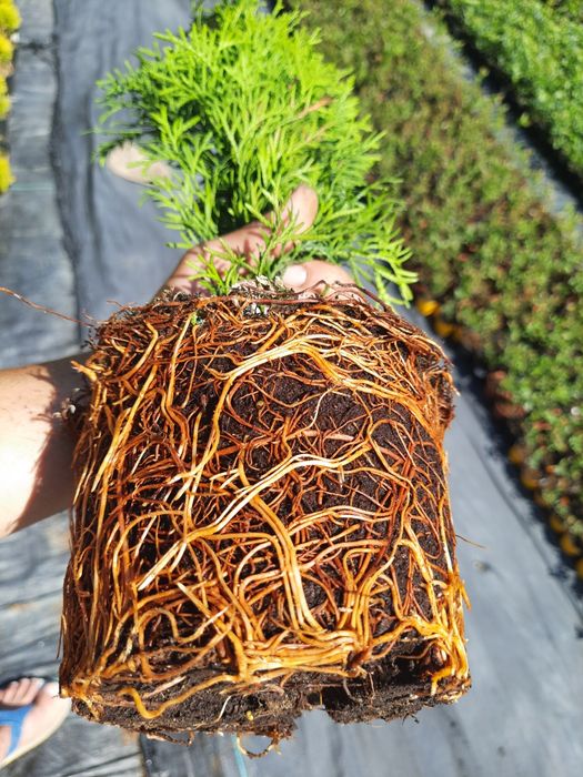 Tuja Szmaragd (Thuja occidentalis Smaragd)