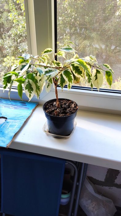 Фікус бенджаміна сформований для бонсай