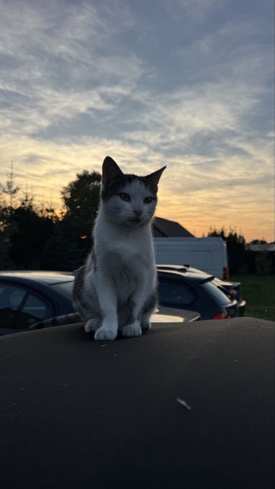 Kotek szuka domu