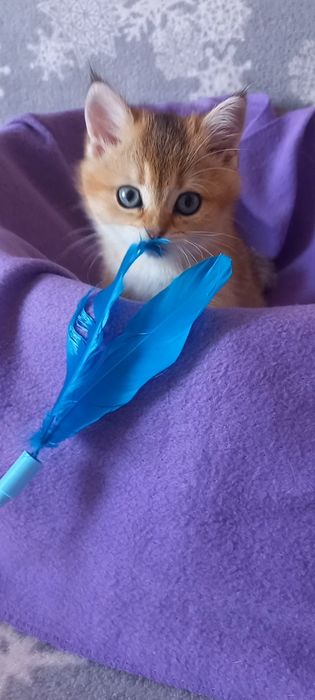 Золота шиншила дівчинка.