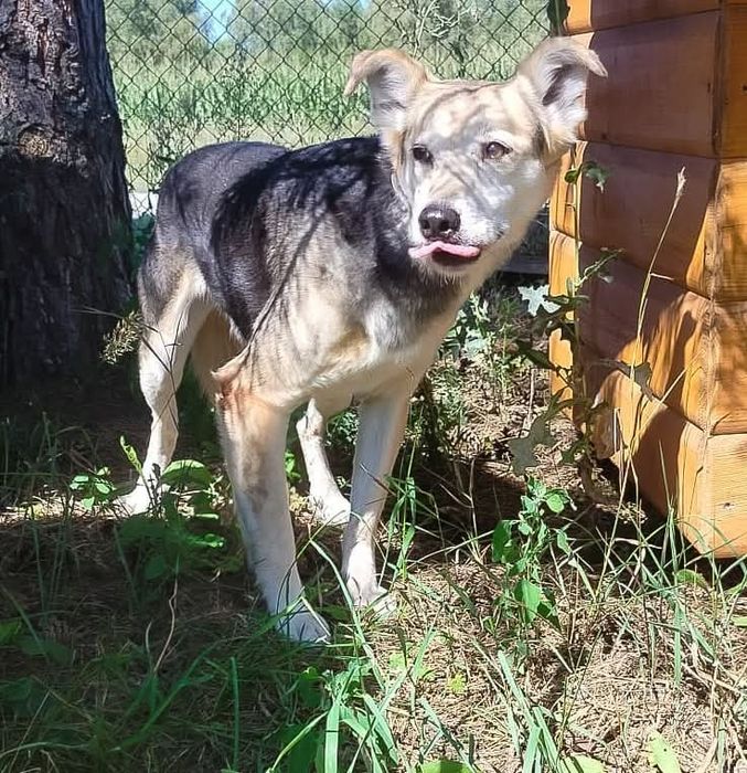 Felix - spokojny pies do adopcji, wrażliwy, zgodny z psami