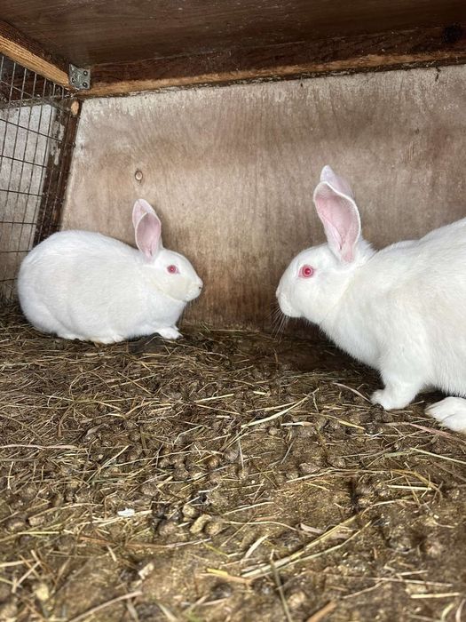 Кролики термонська біла