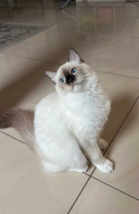 kotka ragdoll  pięciopokoleniowy rodowó FPL