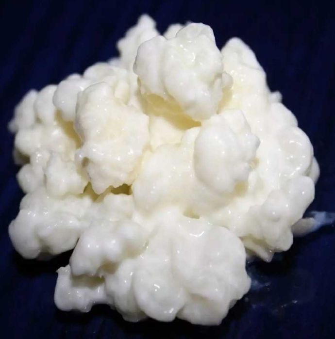 Тибетский молочный гриб кефир. Тибетский молочный гриб кефирный. Тибетский молочный гриб фото. Молочный гриб полезные свойства. Тибетский молочный гриб кефирный грибок.