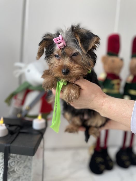 Обіймай і не відпускай  чарівні VIP Йорки тут!