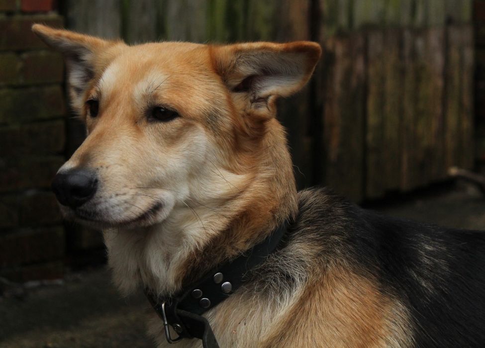 Zina- młoda suczka do adopcji!