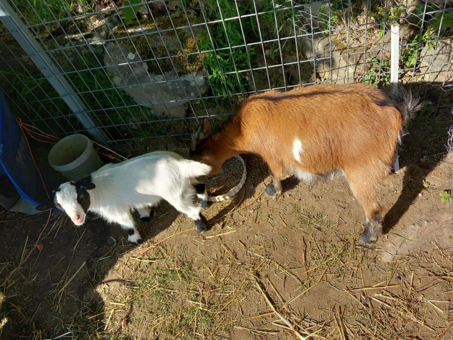 Cabras anas excelentes exemplares
