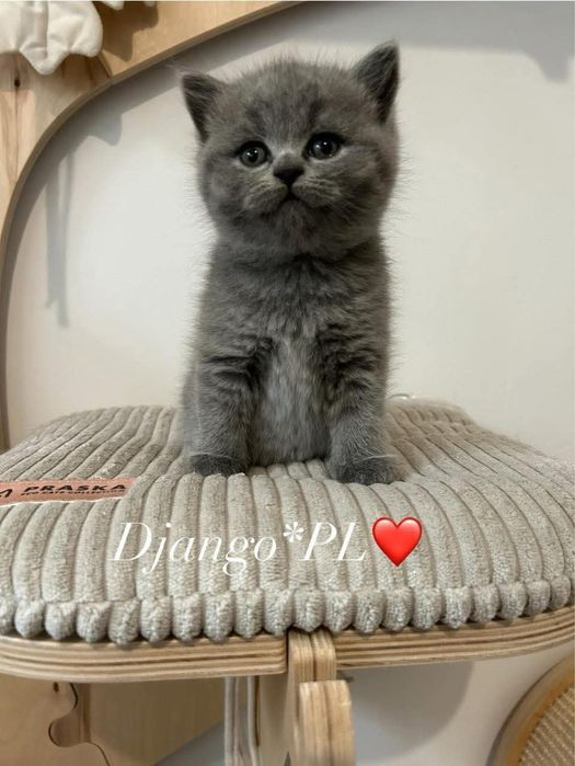 Czystej rasy po utytulowanych przodkach kotki niebieskie