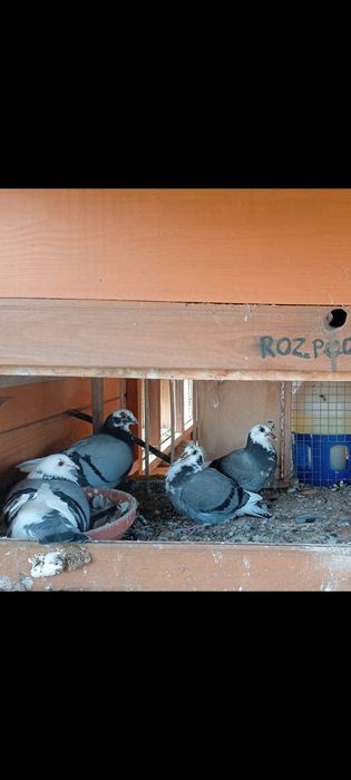 Gołębie pocztowe z linii Jos de RIDDER