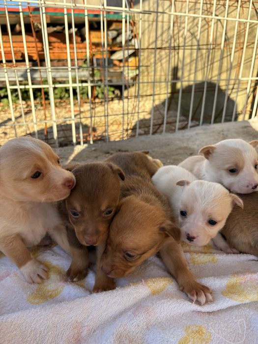 PARA DOAÇÃO - Cães de porte pequeno com 1 mês