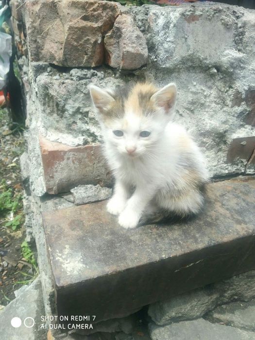 Котенята, котята, котики, кошенята в добрі руки