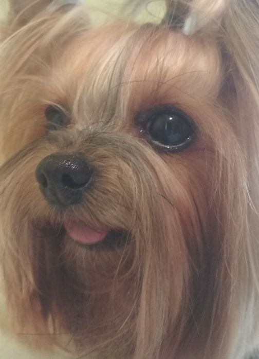 Стрижка собак, кошек ,обрезание ногтей, купание