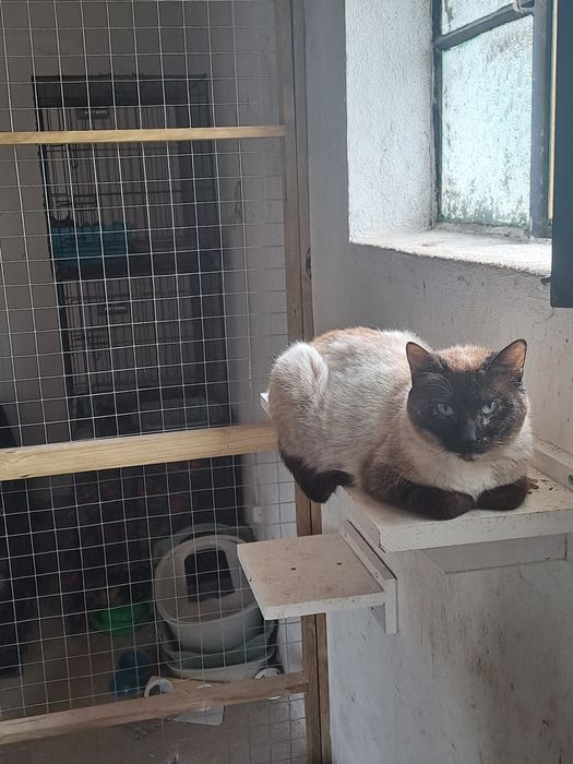 Gata adulta, meiguinha, para adoção