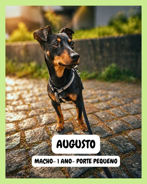 ADOÇÃO. Cão porte pequeno