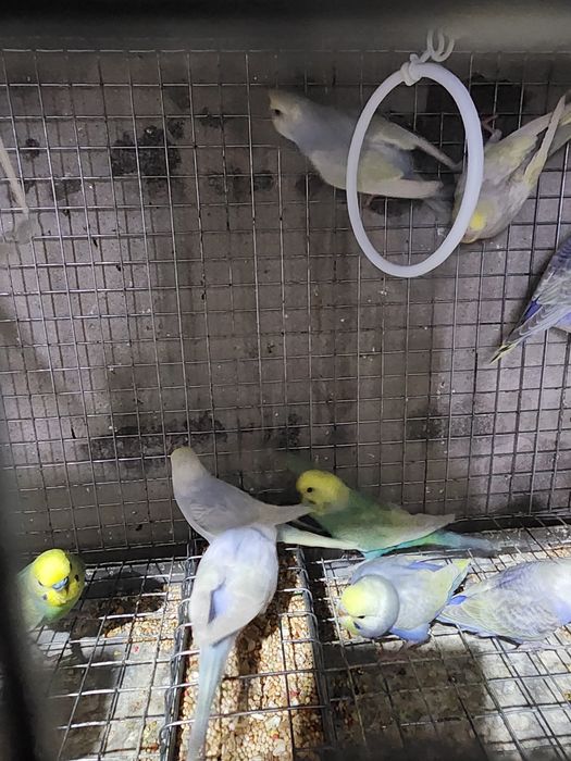 Piriquitos australianos arco íris 2026