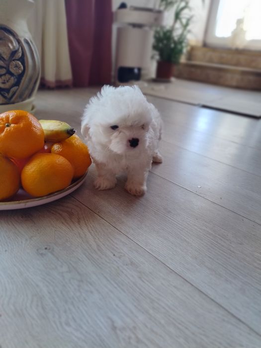 Міні мальтійська болонка мальтезеьтезе