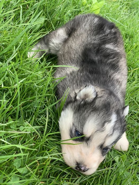 Продаються сибірські хаскі