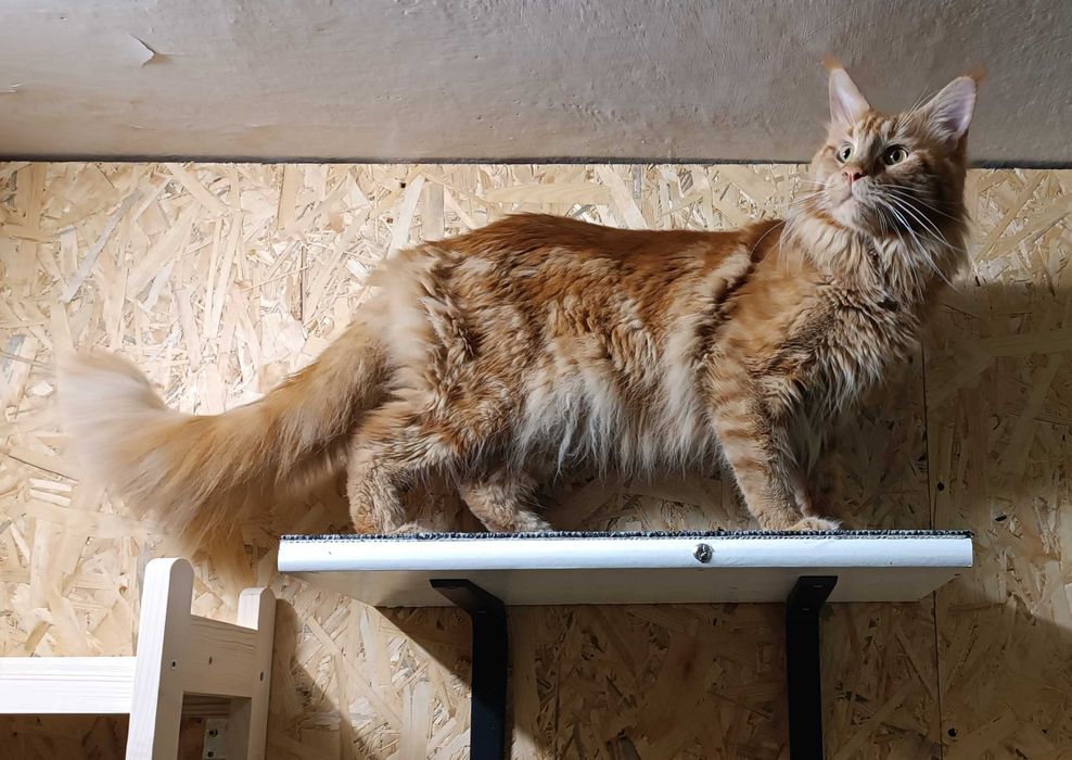 Kocurek Lorenzo rasy Maine Coon - REZERWACJA