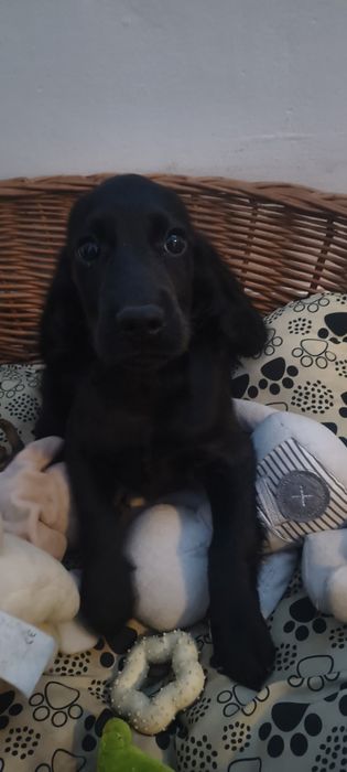 Cocker spaniel angielski chłopak